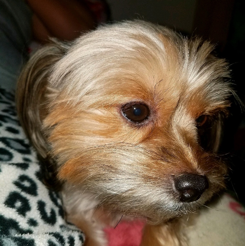 Meet your Posher, Denise